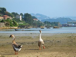Ocas en la r�a de Vigo