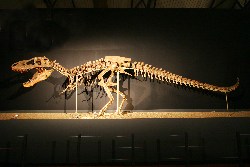 Exposici�n de Dinosaurios en Vigo