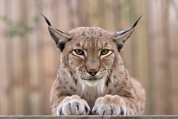 El lince de Vigozoo
