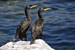 Pareja de cormoranes en C�es