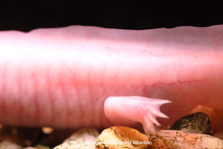 FOTOS DE AJOLOTE. ESPECIE DE SALAMANDRA - VIGO. GALICIA - P2