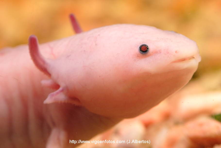 PHOTOS OF AXOLOTL. SALAMANDER SPECIES - VIGO BAY. GALICIA. VISIT SPAIN ...