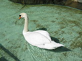 Aves acu�ticas. 