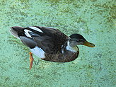 Aquatic birds. 