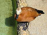 Aquatic birds. 