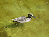 Aquatic birds. 