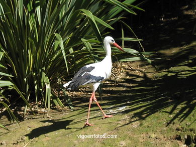 Aquatic birds. 