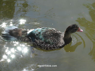 Aves acu�ticas. 