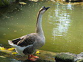 Aves acu�ticas. 
