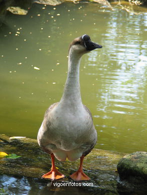 Aquatic birds. 