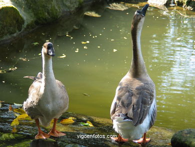 Aves acu�ticas. 
