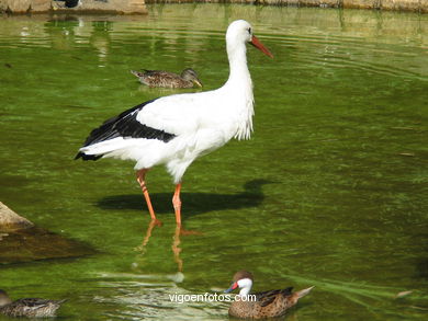 Aves acu�ticas. 