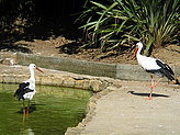 Aquatic birds. 