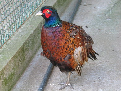 Aves terrestres. Zool�gico. 