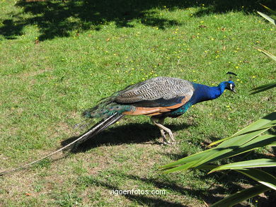 Aves terrestres. 