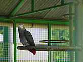 Aves terrestres. 