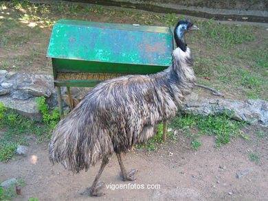 Aves terrestres. 