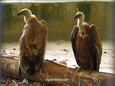 Aves terrestres. Zool�gico. 