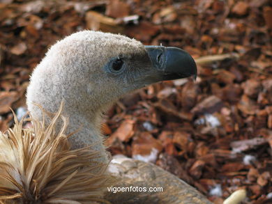 Aves terrestres. Zool�gico. 