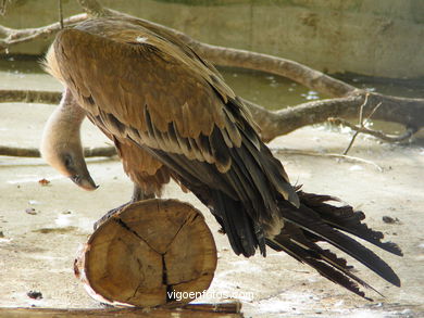 Aves terrestres. Zool�gico. 