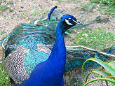 Aves terrestres. 