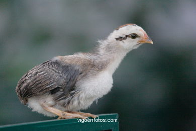 Aves terrestres
