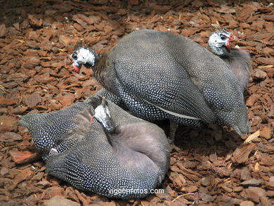 Aves terrestres. Zool�gico. 