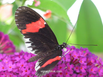 Butterflys and birds.
