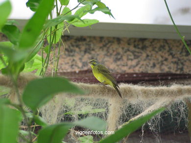 Butterflys and birds.