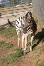 ZEBRAS.ZEBRA BURCHELLI AND CHAPMAN