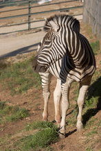 ZEBRAS.ZEBRA BURCHELLI AND CHAPMAN
