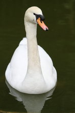CISNES