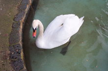 CISNES