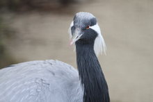 GRULLA DAMISELA