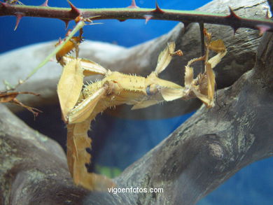 Ar�cnidos e Insectos. 