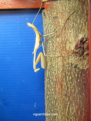 Ar�cnidos e Insectos. 