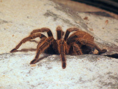 Arachnids and insects.