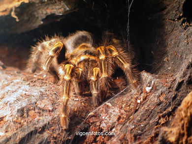 Arachnids and insects.