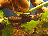Arachnids and insects.