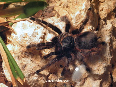 Arachnids and insects.
