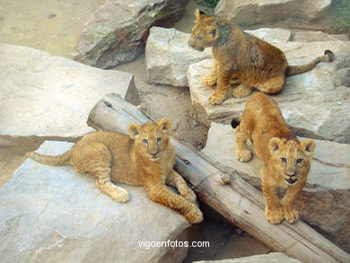 Filhotes de leão