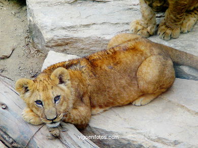 Lions(Zoo). 