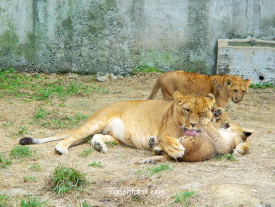 Lions(Zoo). 