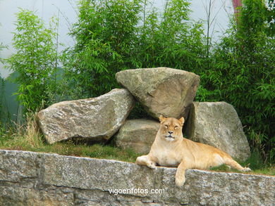Lions. Zoo.