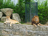 Leones. 