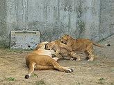 Lions(Zoo). 