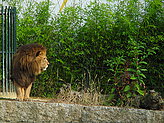 Leones. 