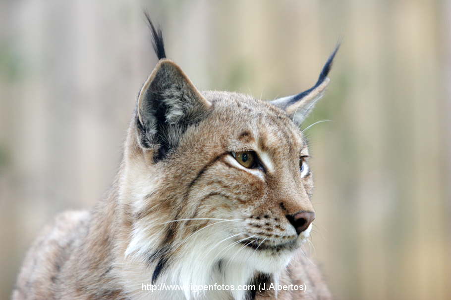 PHOTOS OF LYNX. EUROPEAN AND IBERIAN - VIGO BAY. GALICIA. VISIT SPAIN ...