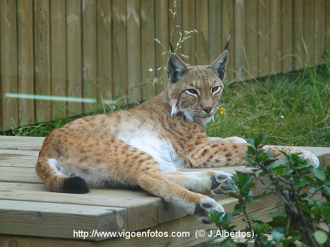 http://www.vigoenfotos.com/imagenes/zoo/lince/g_vigoenfotos_9079d.jpg