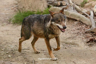 Lobos: el lobo ibérico